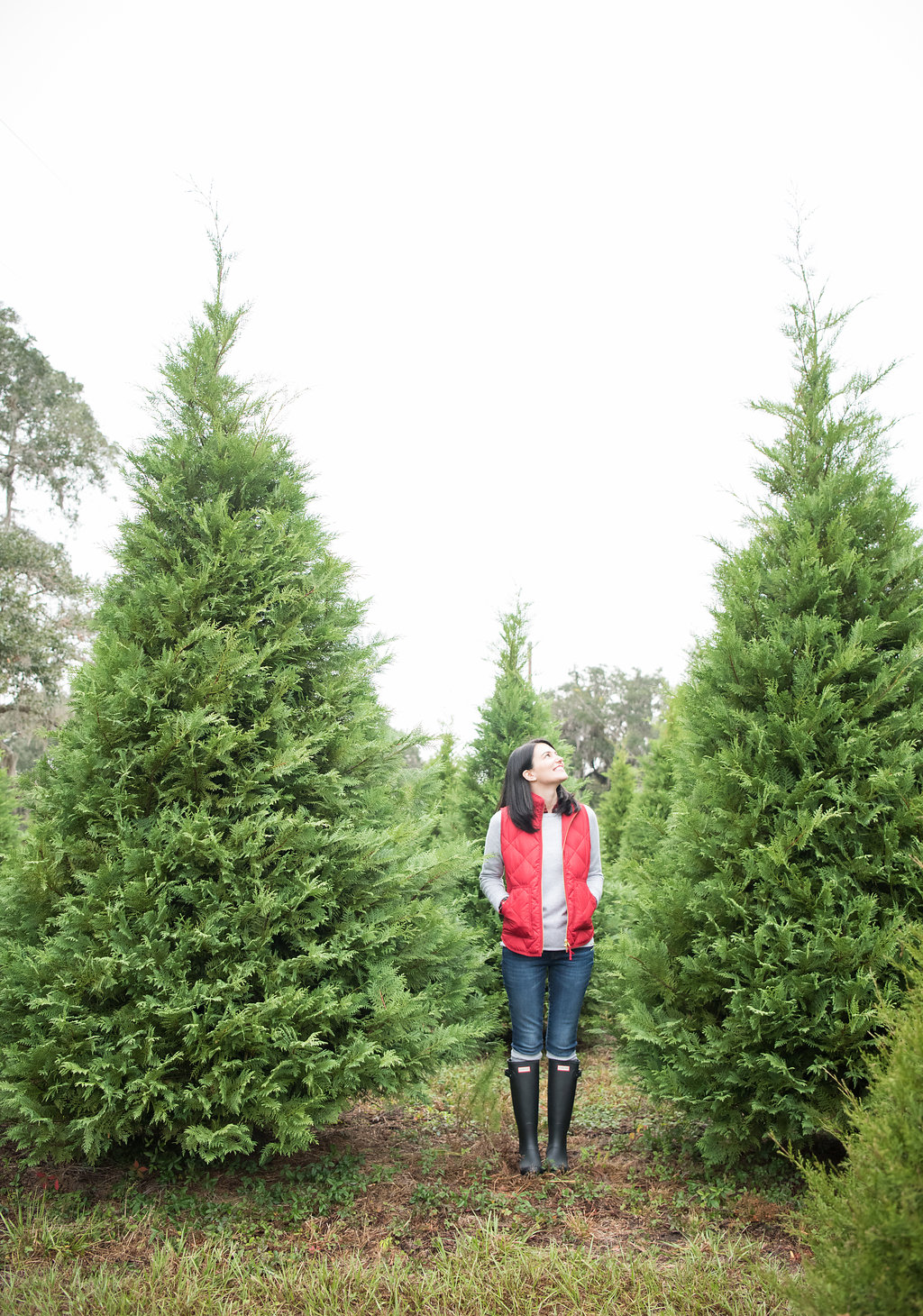 Christmas Tree Farm in Lavin Label